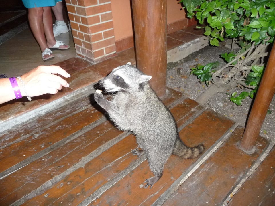 Fütterung Grand Palladium Select White Sand Resort & Spa