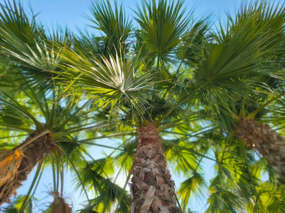 Gartenanlage Hane Family Resort