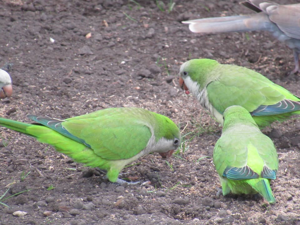 Sonstiges Bull Costa Canaria & Spa - Adults only