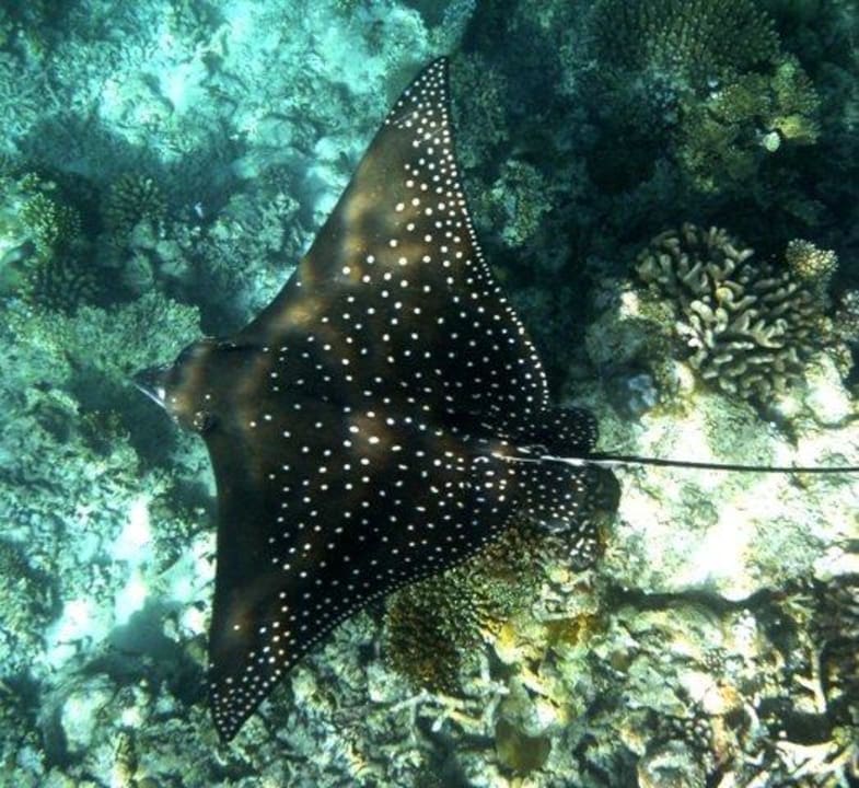 Adlerrochen so elegant Embudu Village