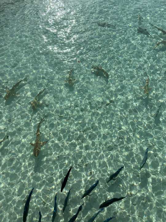 Sport & Freizeit Safari Island Maldives