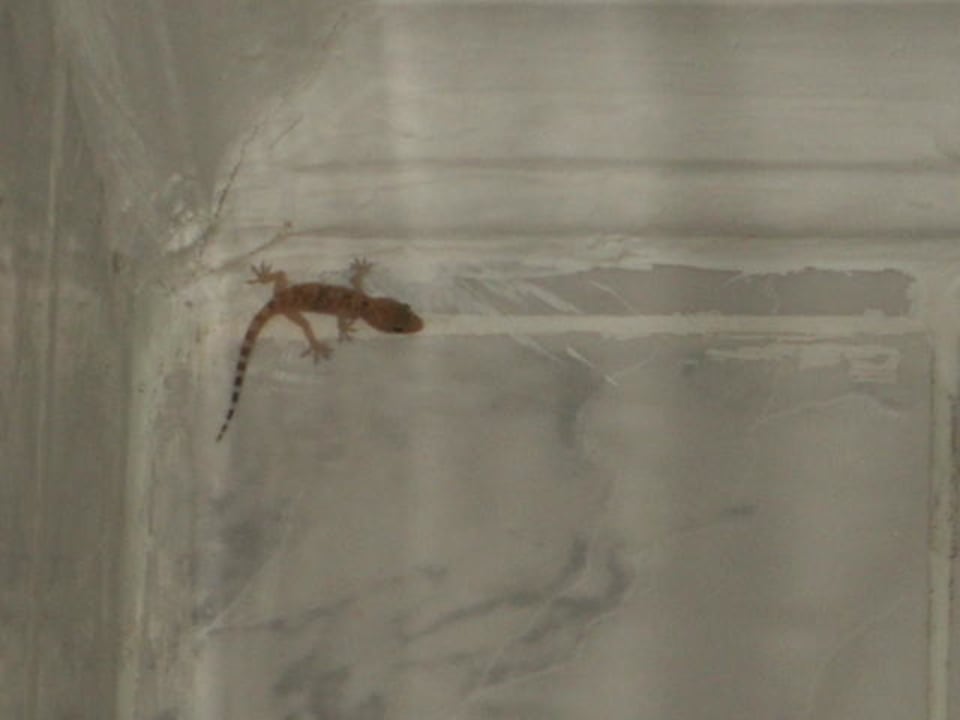 Mitbewohner Giftun Azur Resort