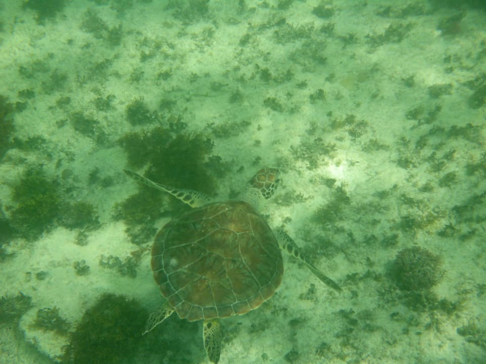 Schnorcheln direkt am Hotelstrand Grand Palladium Kantenah Resort & Spa