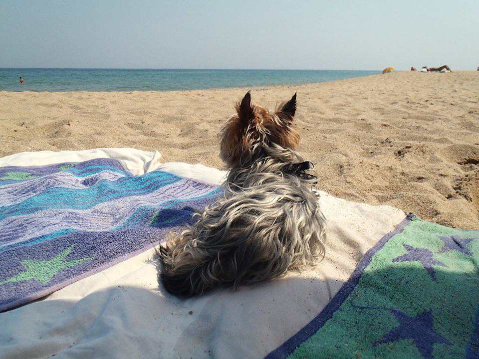 Pláže v Obzoru jsou dog-friendly! Coral Hotel