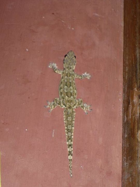 Gecko SYLVAN Koh Chang