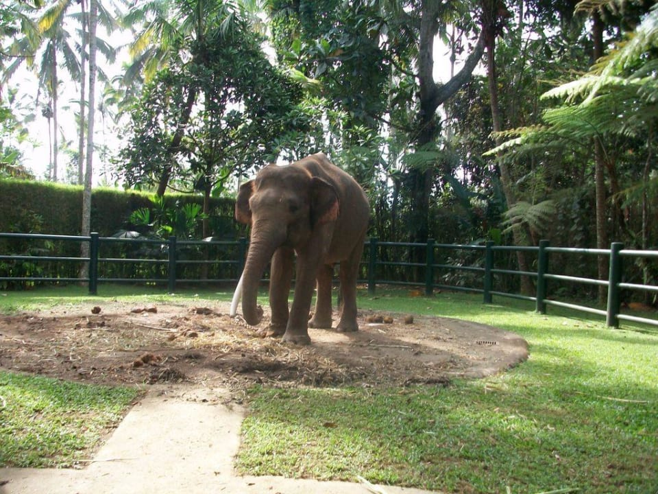 Pause Elephant Safari Park Lodge