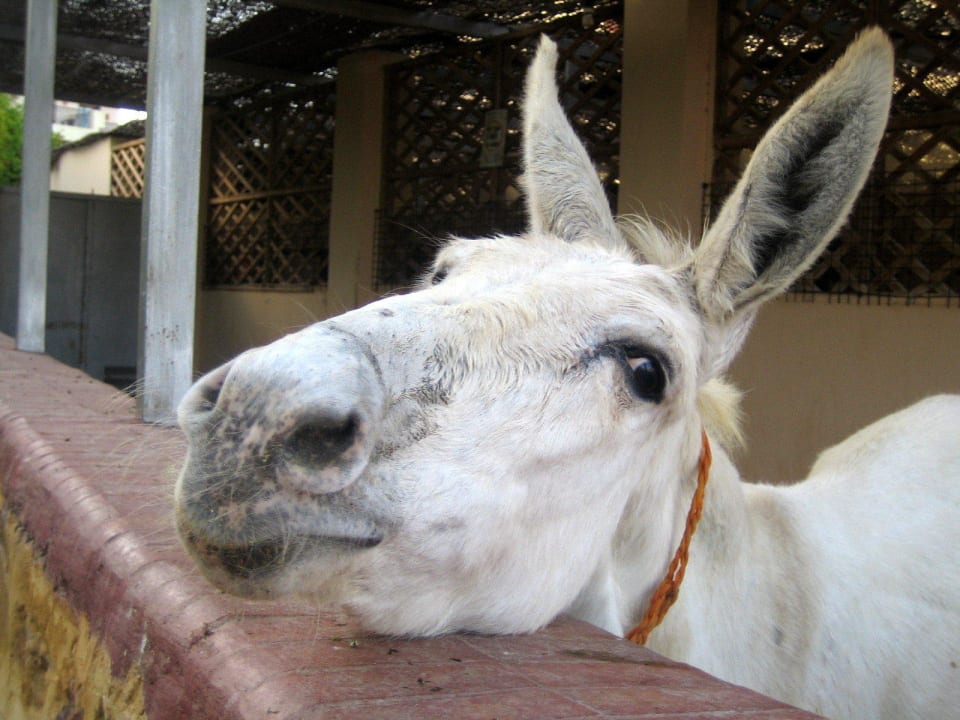 Er wollte gestreichelt werden Jaz Solaya