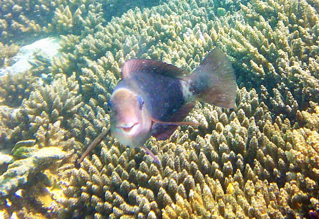 Pool Shandrani Beachcomber Resort & Spa
