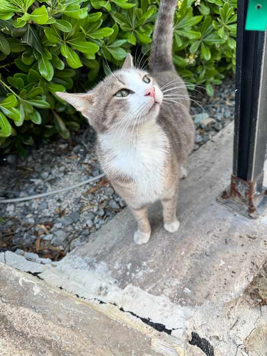 Sonstiges Dizalya Palm Garden