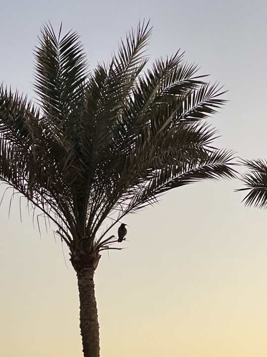 Gartenanlage Radisson Blu Resort, El Quseir