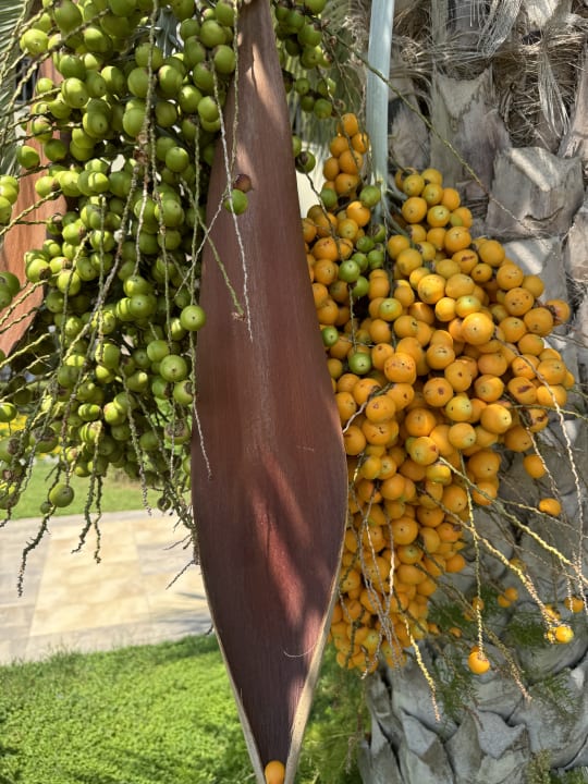 Gartenanlage Sunis Kumköy Beach Resort Hotel & Spa