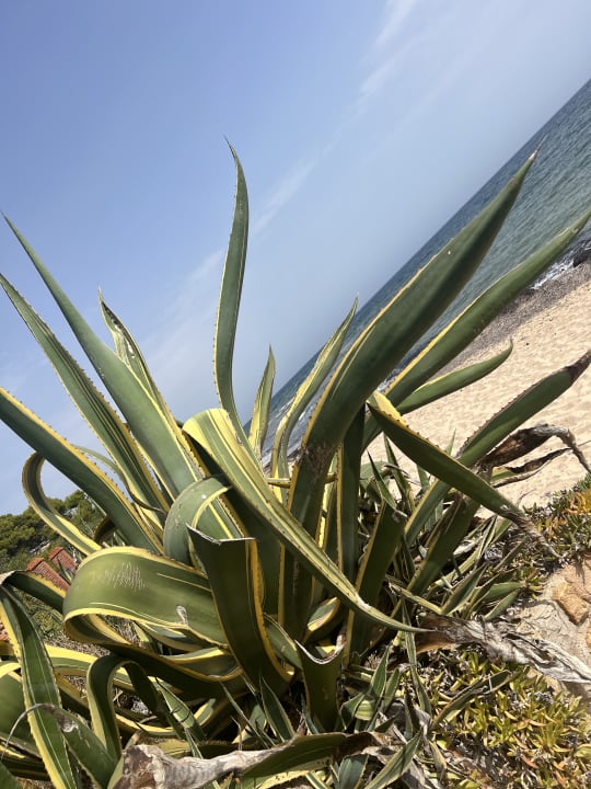 Strand Hotel Flamingo Resort