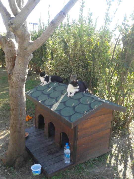 Wir sind satt  Adalya Ocean Deluxe