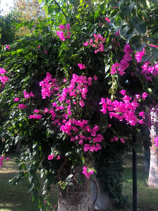Gartenanlage Hotel Gardenia Beach