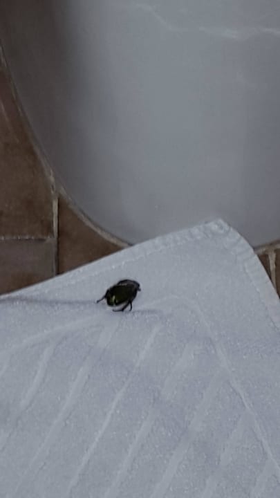 Ungeziefer im Zimmer Hotel Istra Plava Laguna