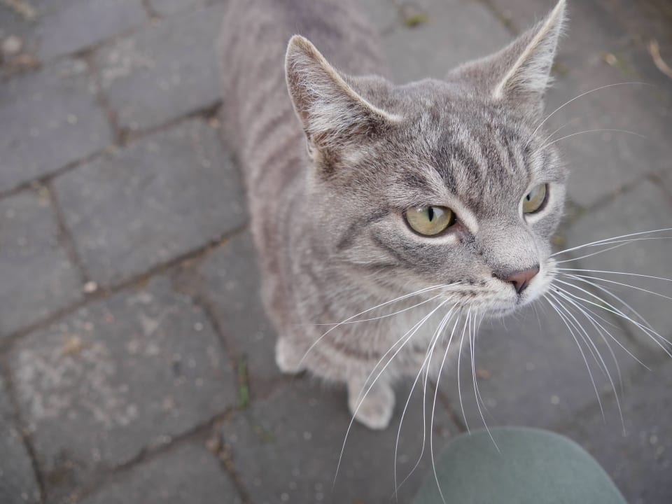 Streichelzoo Wimmerhof - Urlaub auf dem Bauernhof