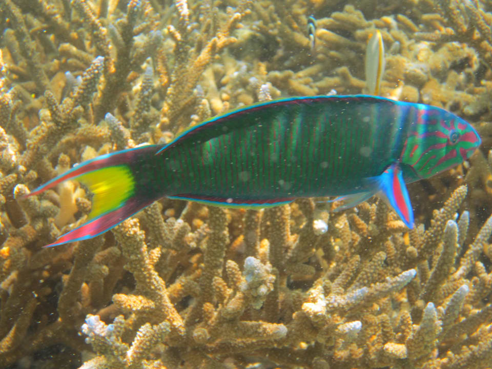 Fisch Adaaran Select Hudhuran Fushi - Premium All Inclusive