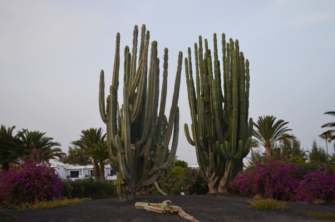 Gartenanlage Relaxia Olivina
