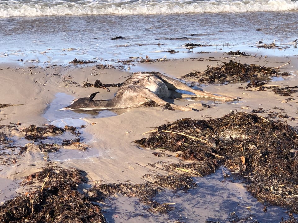 Strand Ferienwohnungen Ferienpark Weissenhäuser Strand