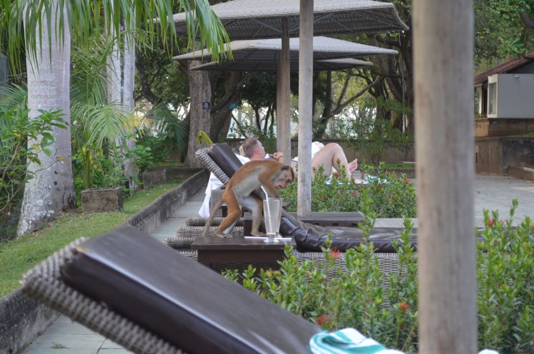 Vorsicht vor den Affen  Cinnamon Lodge Habarana