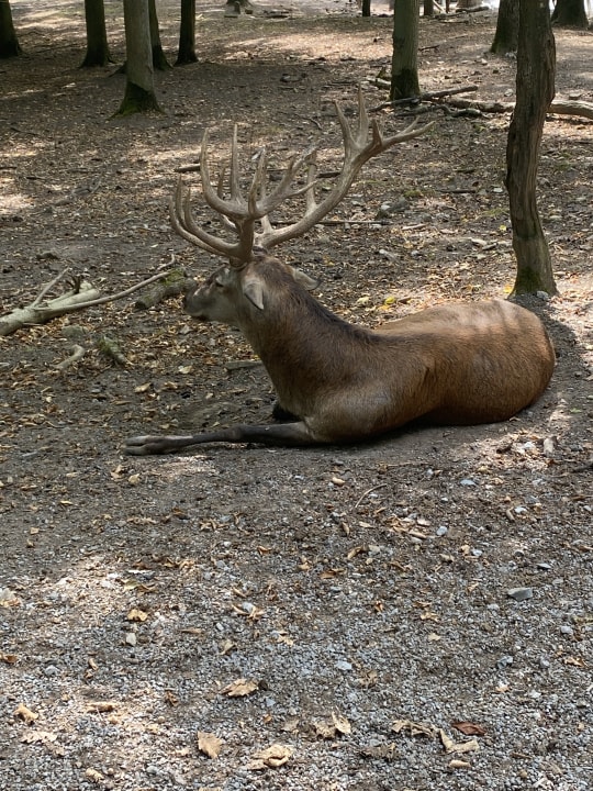 Sonstiges Natur-Resort Tripsdrill