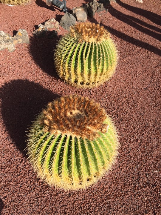 Gartenanlage Hotel Grand Teguise Playa