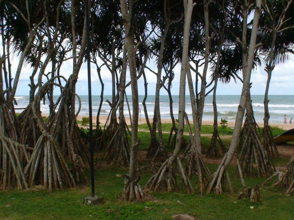Palmen am Strand Thaala Bentota