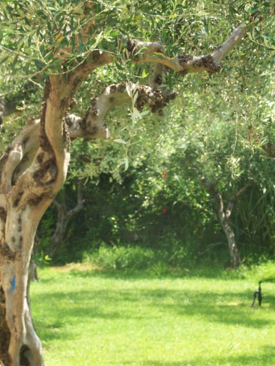 Einer der unzähligen Olivenbäume TUI KIDS CLUB Alex Beach