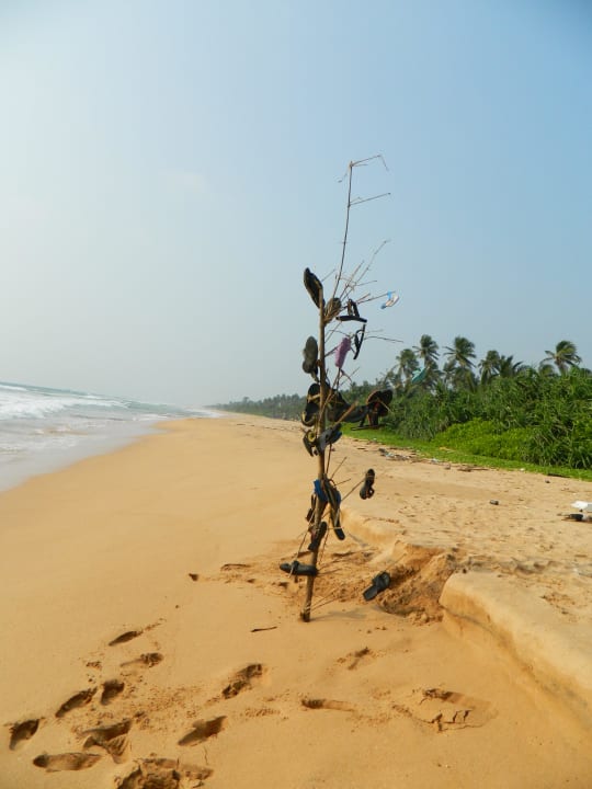 Unser "Slipper-Tree" zu Beginn Hotel Bentota Village
