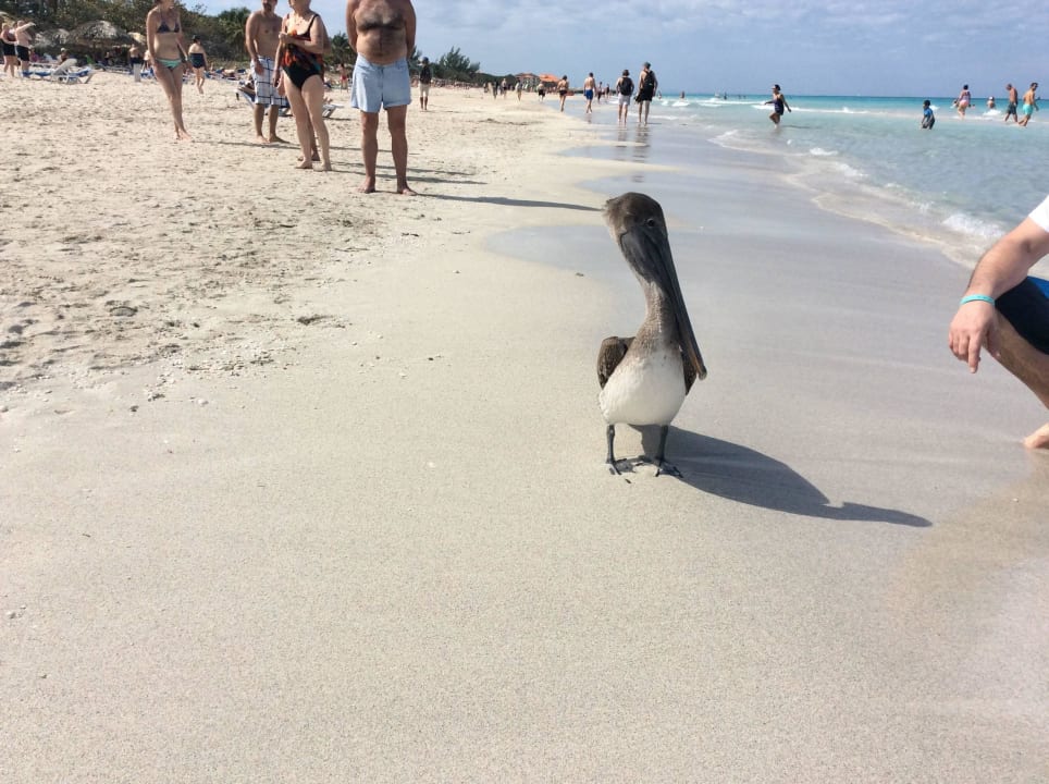 Strandmotiv Muthu Playa Varadero