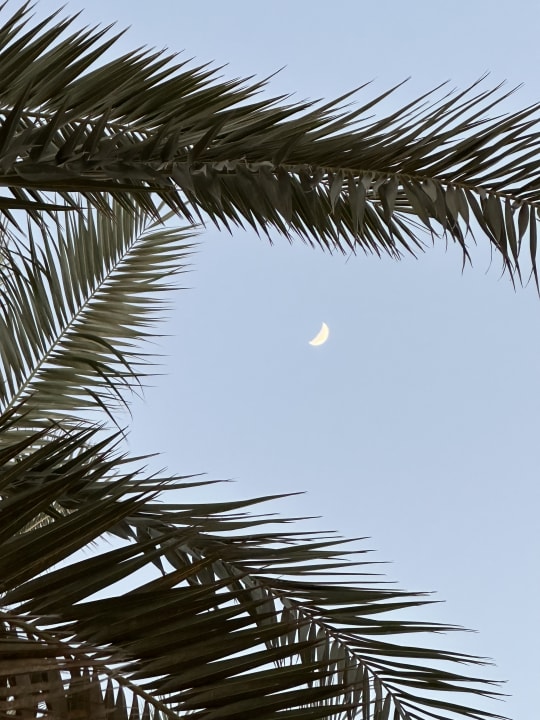 Gartenanlage Steigenberger Coraya Beach - Adults only