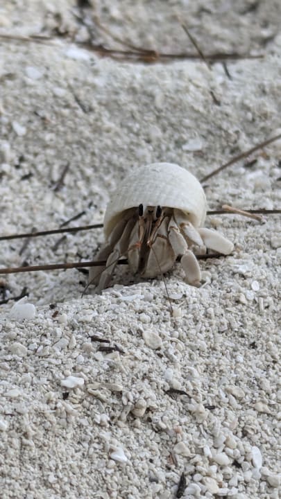 Strand Summer Island Maldives