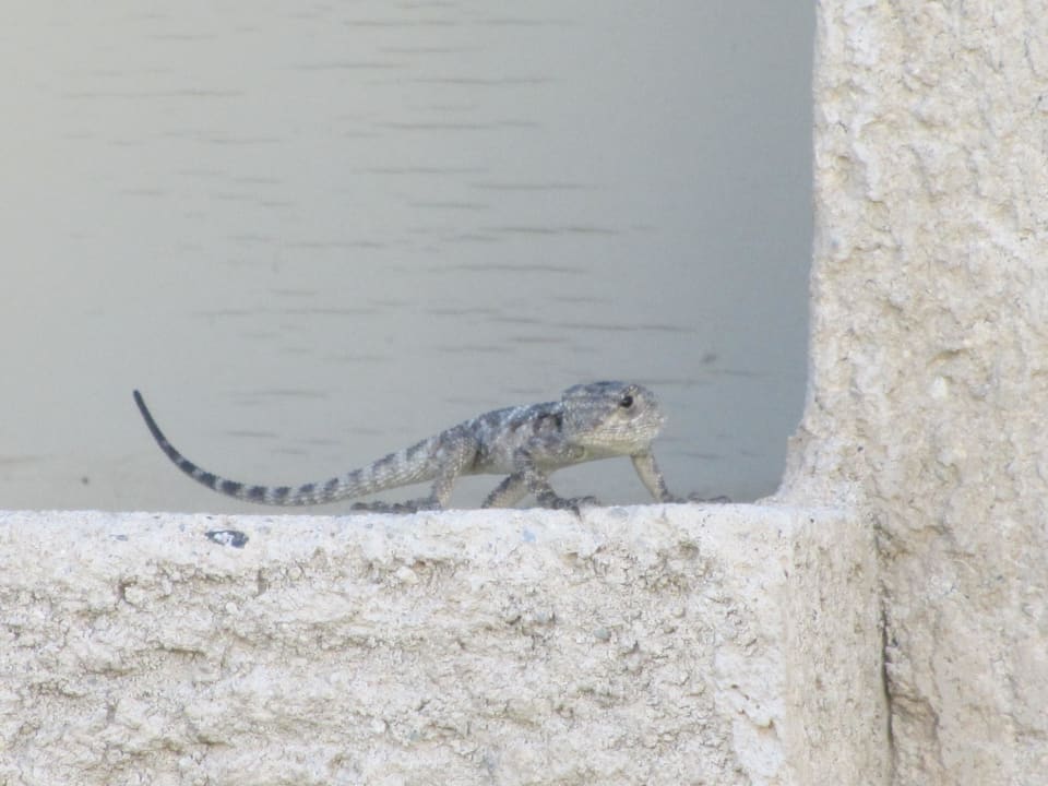 Geckos beim Sonnenbad Lindos Princess Beach Resort & Spa