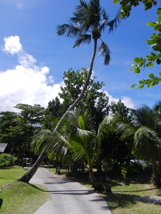 Weg am Corossol Constance Ephelia