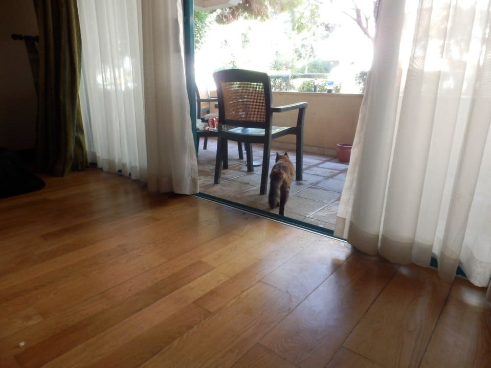 Katze wartet auf dem Balkon Sirene Belek Hotel