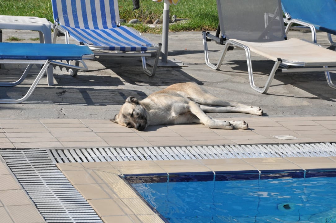 Streuner am Pool alltoura Club Hotel Poseidon Palace