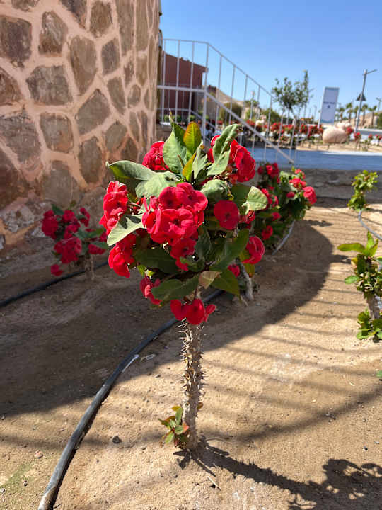 Gartenanlage Pickalbatros Villaggio Resort - Portofino