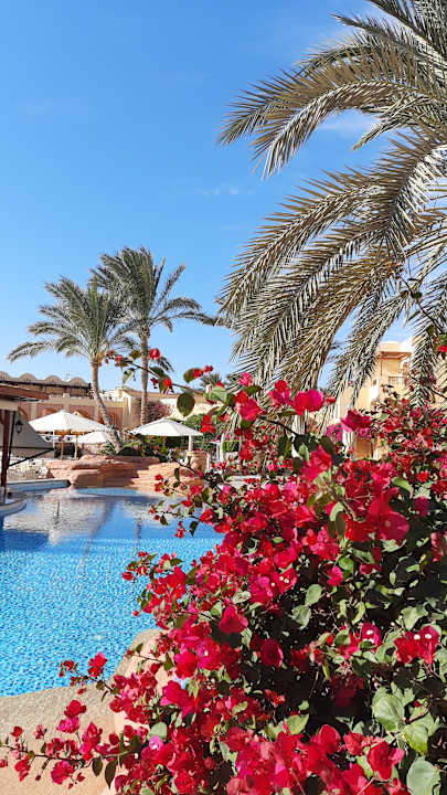 Pool Steigenberger Coraya Beach - Adults only