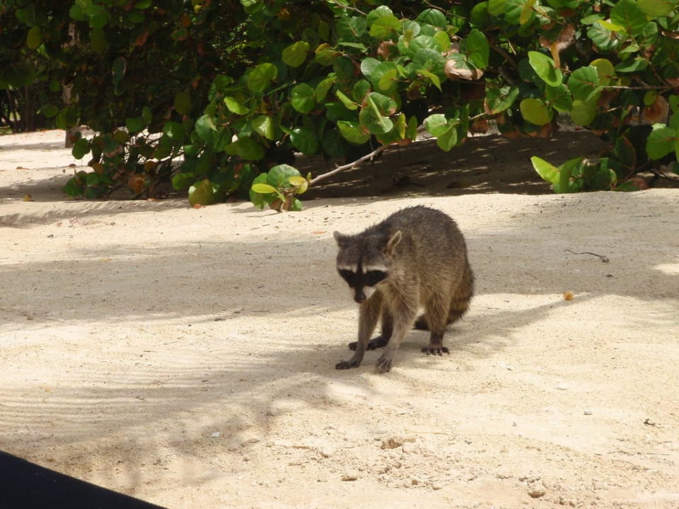 Waschbär am Strand Grand Palladium Kantenah Resort & Spa