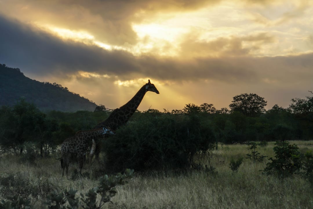 Giraffen im Morgenlicht direkt vor der Campeinfahrt Punda Maria Rest Camp