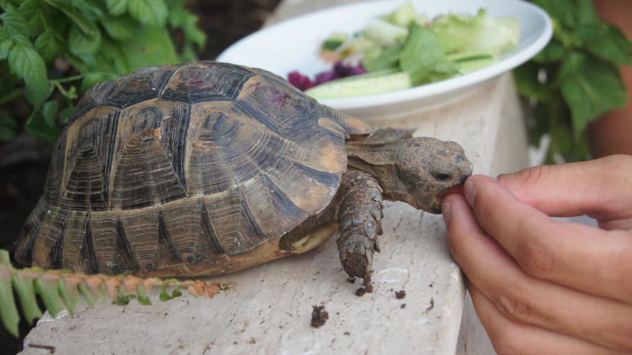 Nasz mały przyjaciel na terenie hotelu Hotel Portofino