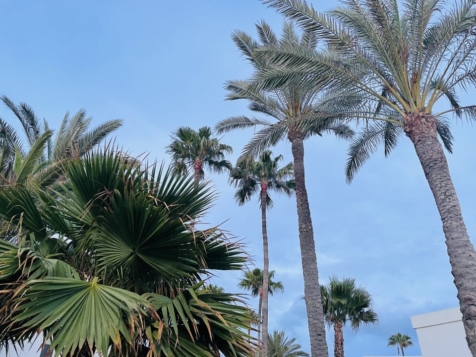 Gartenanlage Hotel Riu Palace Meloneras