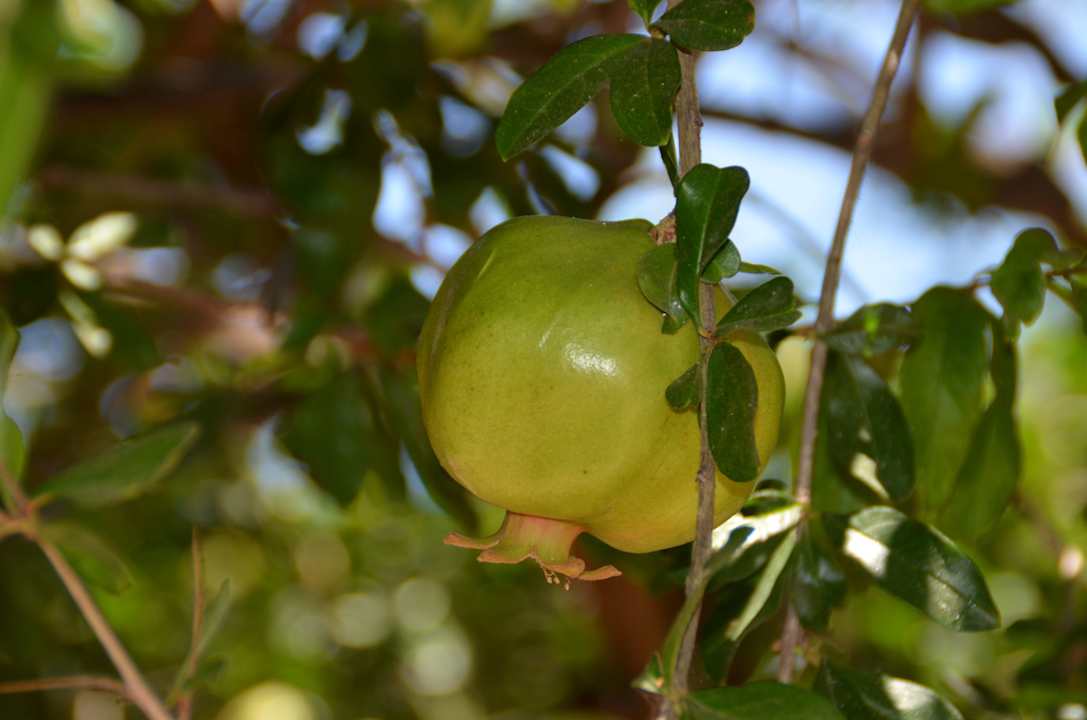 Granatapfel Lonicera Resort & Spa Hotel