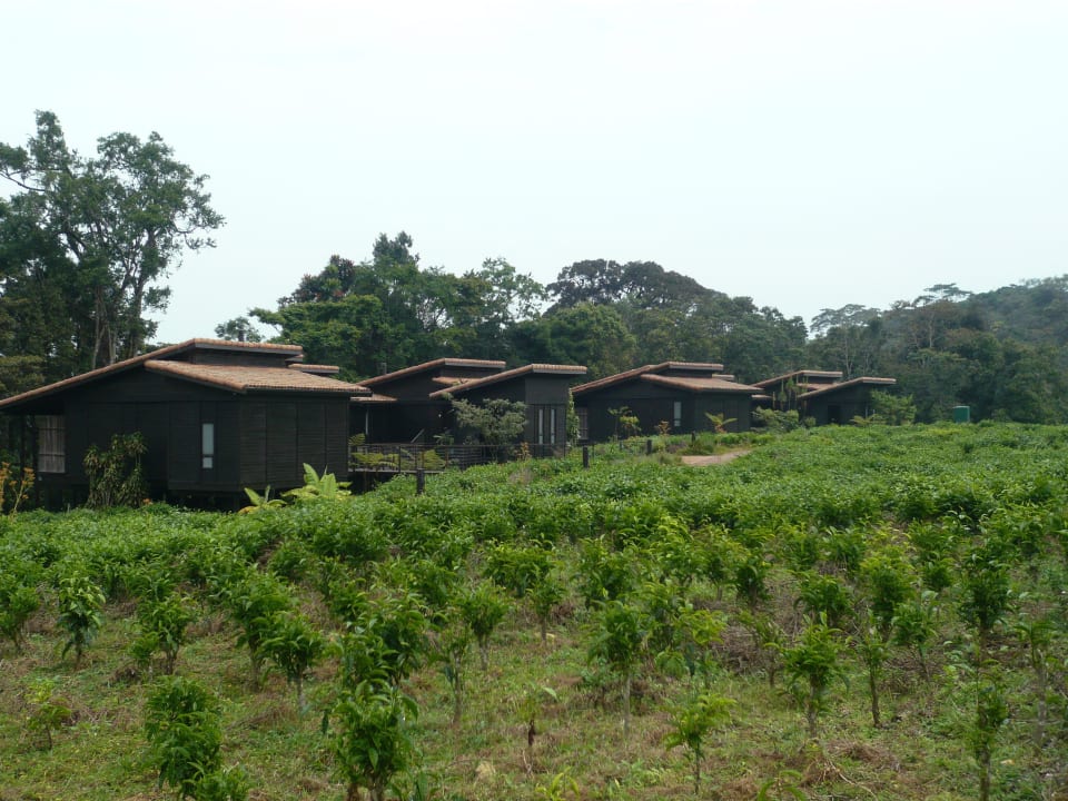 Gardens and Housing with the Rooms Nyungwe Forest Lodge