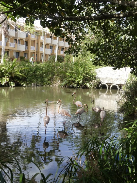 Außenansicht Hotel Viva Dominicus Beach by Wyndham - All Inclusive Resort