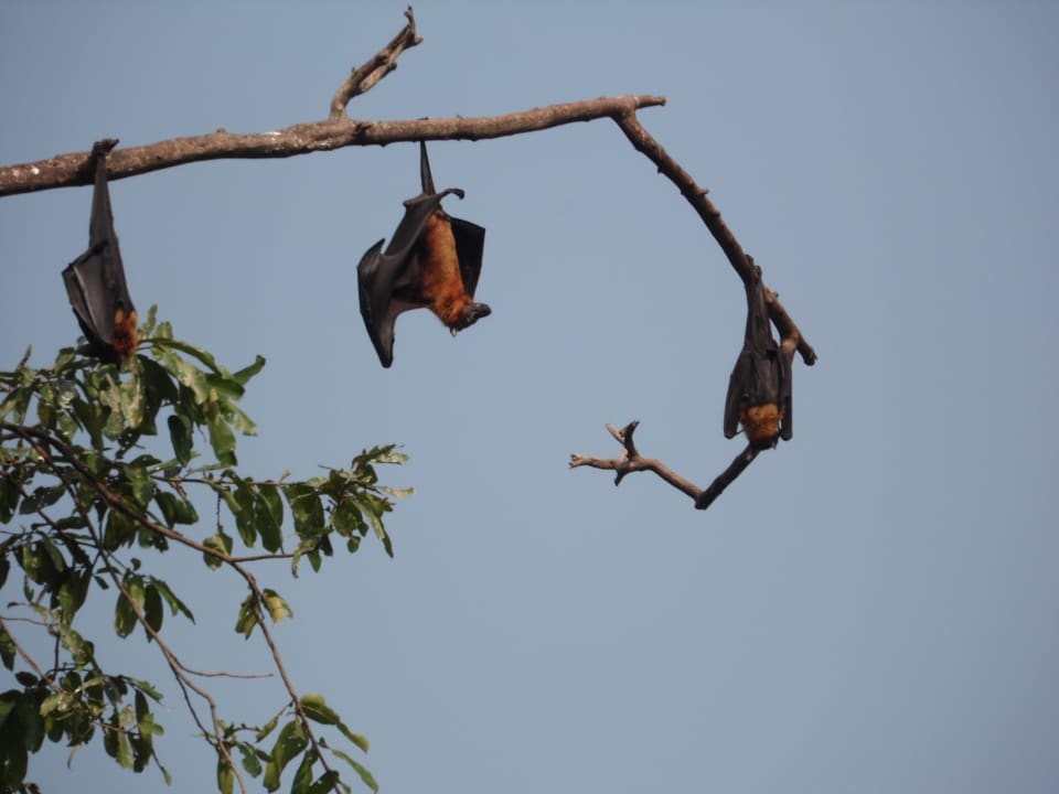 Fledermaus Mermaid Hotel & Club