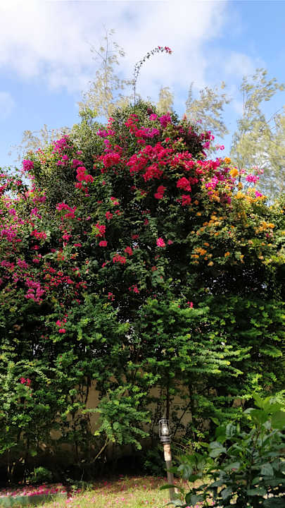 Gartenanlage Hotel Southern Palms Beach Resort