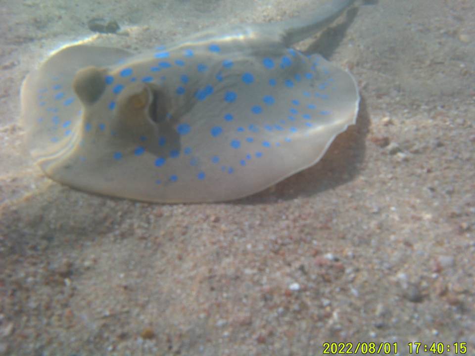 Strand Makadi Spa - Adults only