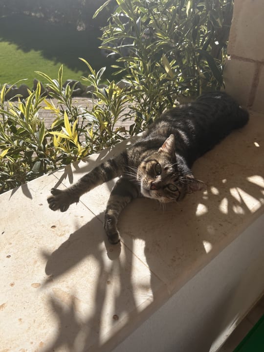 Gartenanlage Cactus Royal