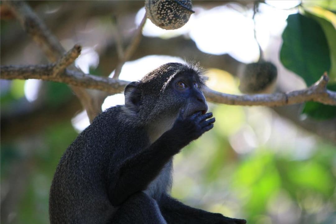 Süsser Affe im Baum Hotel Papillon Lagoon Reef